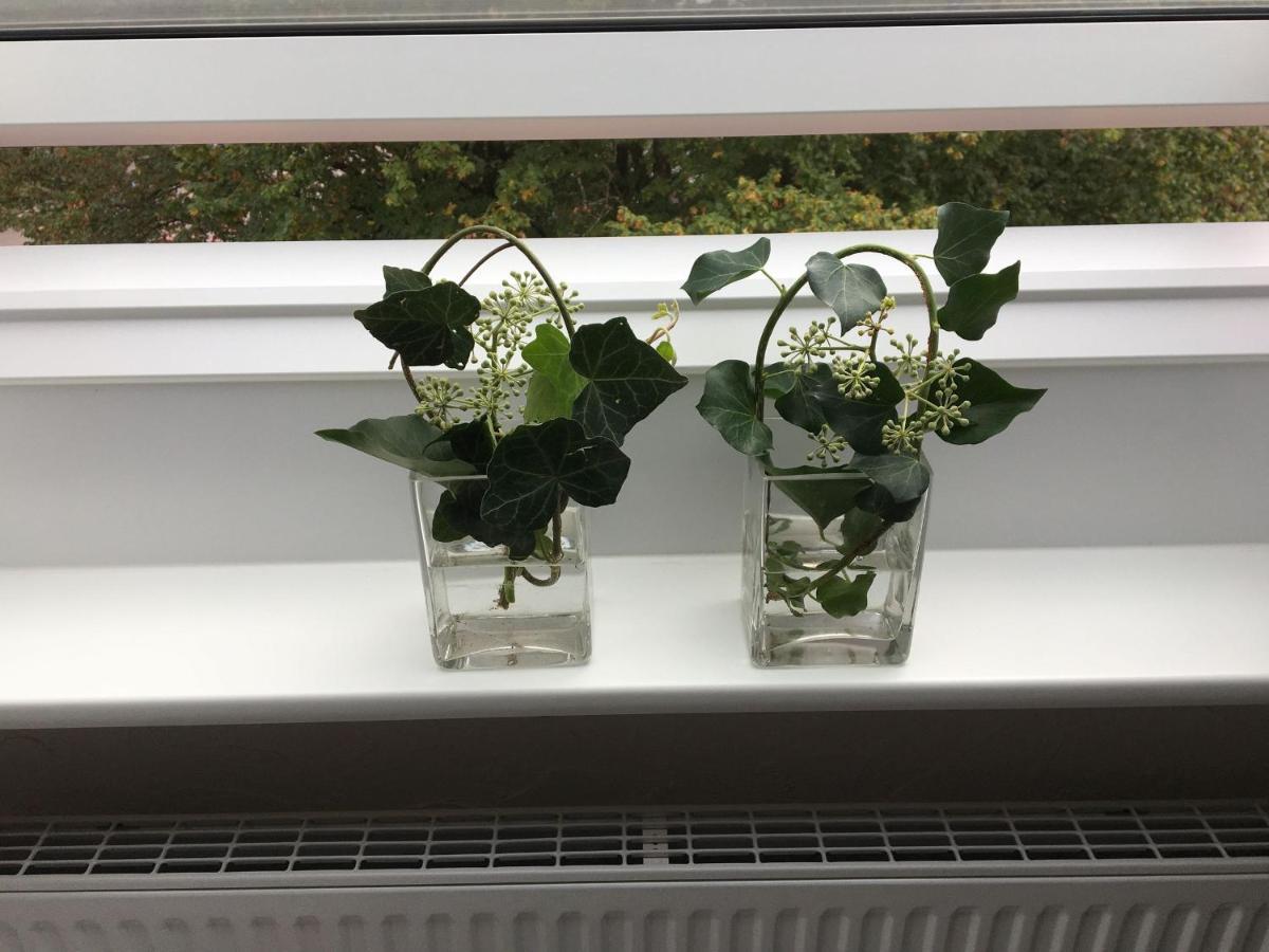 Ferienwohnung Dashaus 莱茵费尔登 外观 照片